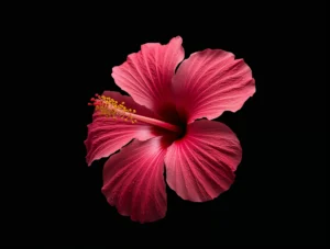 AMOLED-summer-wallpapers-black-hibiscus-ipad