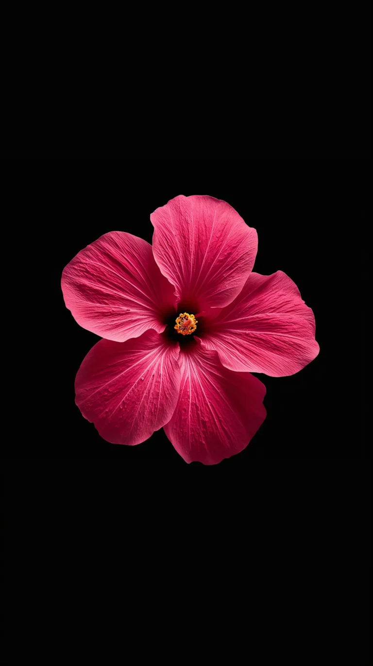 AMOLED-summer-wallpapers-black-hibiscus-phone