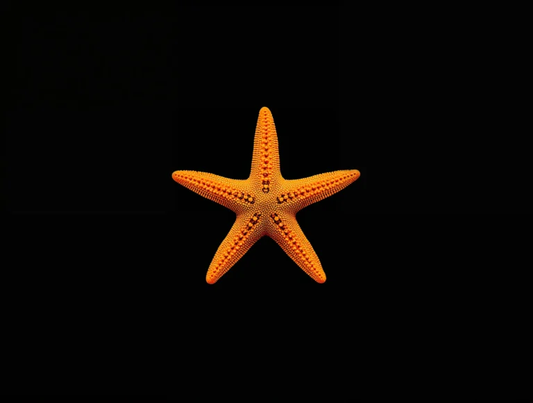 AMOLED-summer-wallpapers-black-starfish-ipad