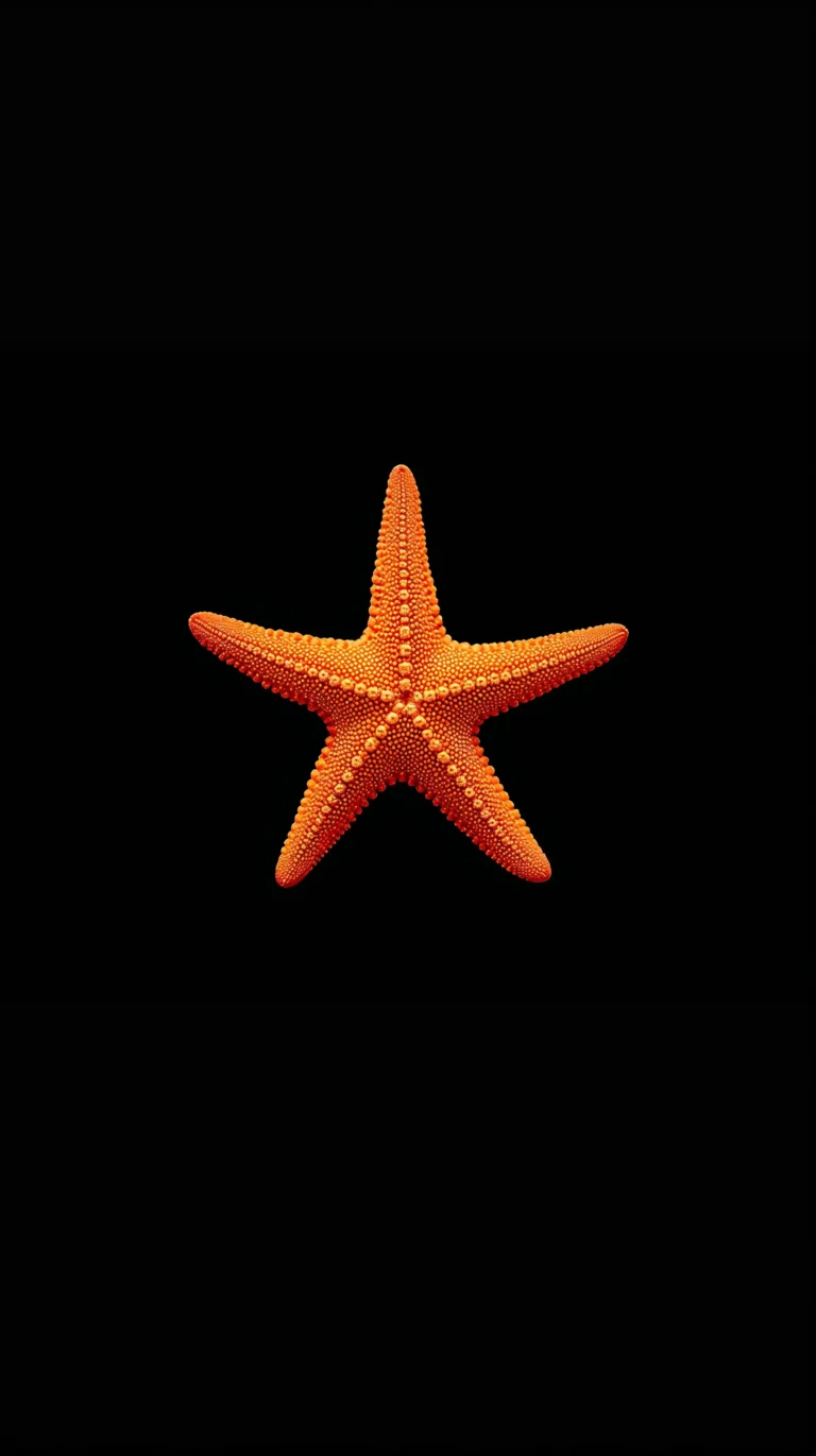 AMOLED-summer-wallpapers-black-starfish-phone