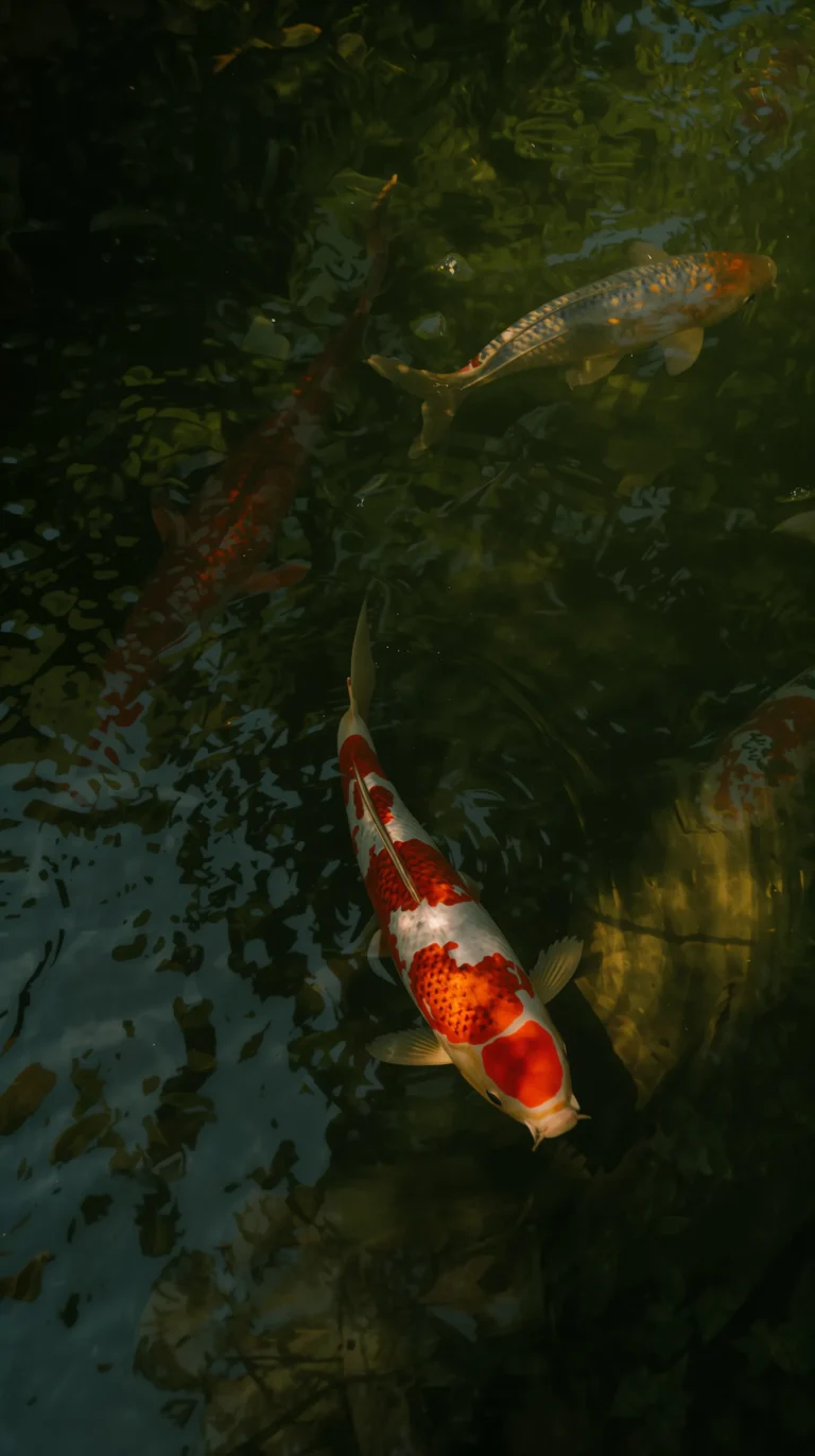 summer-wallpapers-for-phone-aesthetic-koi-pond