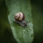 summer-wallpapers-for-phone-aesthetic-snail-leaf-cover
